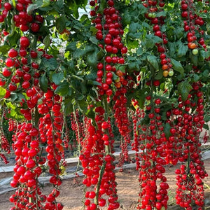 Waterfall Tomato Seeds | 🔥Flat 50% Off Sale🔥