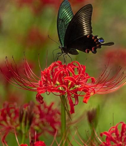 Lily Equinox Flower Bulbs Seeds | 🔥Flat 50% Off Sale🔥