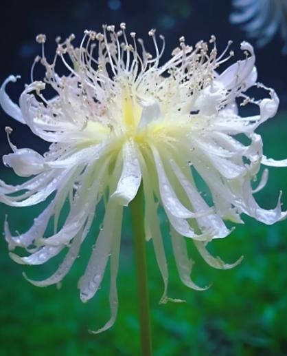Lily Equinox Flower Bulbs Seeds | 🔥Flat 50% Off Sale🔥