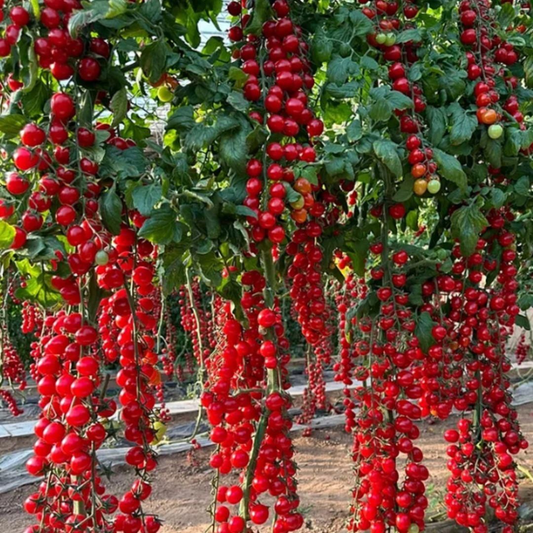 Waterfall Tomato Seeds | 🔥Flat 50% Off Sale🔥