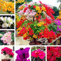 Mix Colour Bougainvillea Flower Seeds For Home Garden | 🔥Flat 50% Off Sale🔥