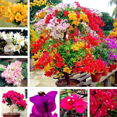 Mix Colour Bougainvillea Flower Seeds For Home Garden | 🔥Flat 50% Off Sale🔥