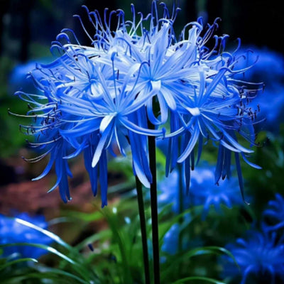 Lily Equinox Flower Bulbs Seeds | 🔥Flat 50% Off Sale🔥