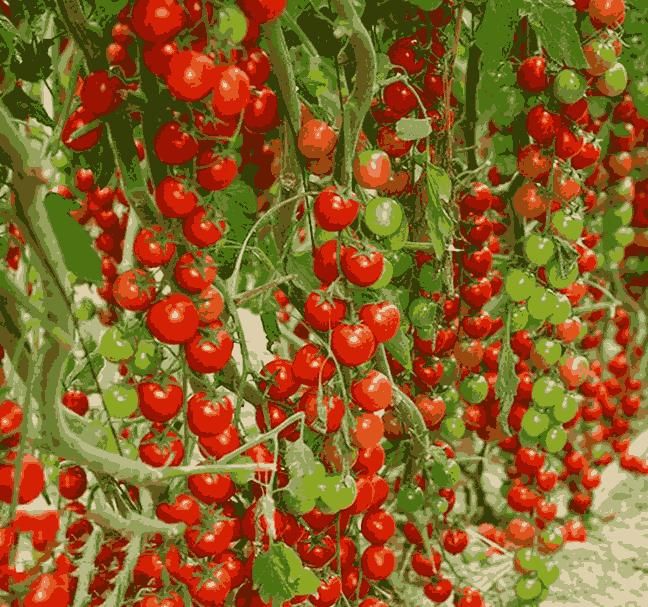 Waterfall Tomato Seeds | 🔥Flat 50% Off Sale🔥
